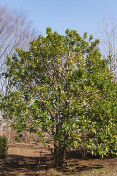 タラヨウ（Ilex latifolia Thunb）：葉の裏にクズを付けると変色するため文字を書くのに使われた【ハガキの木】日本