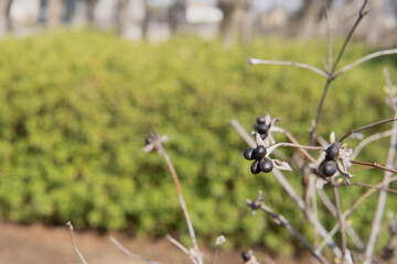 シロヤマブキ（Rhodotypos scandens）：枝先に残った前年の実をクローズアップ／日本・3月 © yumiko