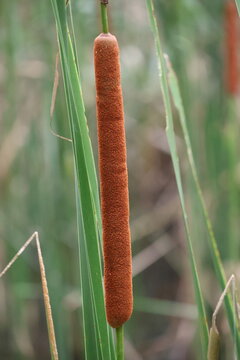 Cattail spikes distributed in Japanese swamps