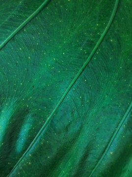 The surface of giant taro leaves with diagonal veins and scattered yellowish spots.