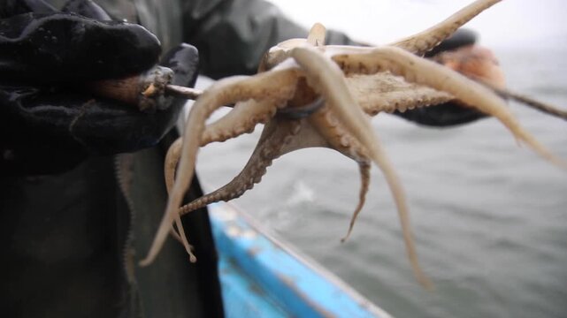 Korea webfoot octopus conch shell trap fishing fisherman holding live octopus seafood ocean Korea 주꾸미 소라껍질 통발 전통 어업 어민 손 활어 바다 선상 어장 수산물 해산물 식재료