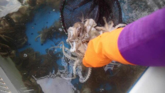 Korea webfoot octopus conch shell trap fishing fisherman holding live octopus seafood ocean Korea 주꾸미 소라껍질 통발 전통 어업 어민 손 활어 바다 선상 어장 수산물 해산물 식재료