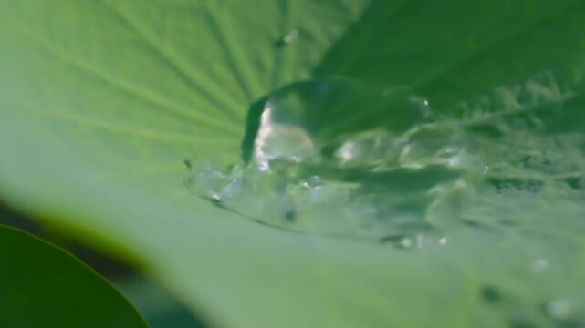 Water droplet impact on lotus leaf