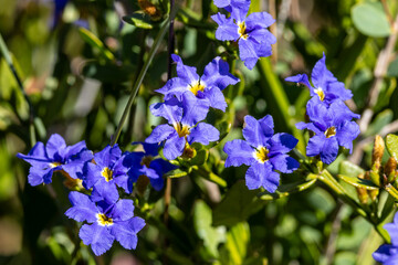 Australian Blue Dampiera plant in flower © Ken Griffiths