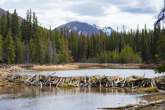 beaver dam in lake with snow capped mountain