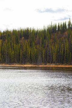 lake in the forest