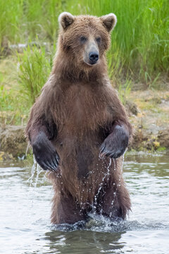 Large Brown Bear standing in river