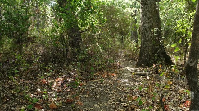 Black dog sprinting through Texas woods, high prey drive concept