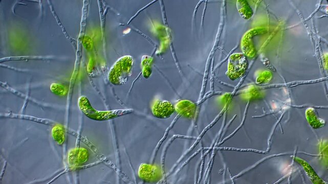 Euglena on Fungus Mycelium from Hot Spring