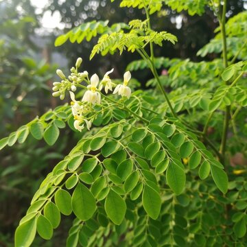 Close up of blooming moringa tree with green leaves.