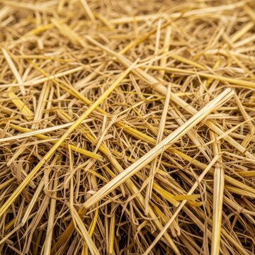Close up of dry straw hay on the ground.