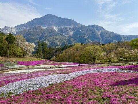 Field of blooming pink moss phlox with Mount Buko in the background in Chichibu, Saitama, Japan