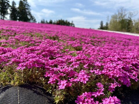 Vibrant pink moss phlox blooming in full bloom in Chichibu, Saitama, Japan