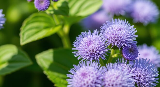 Close up of vibrant purple ageratum flowers in sunlight.