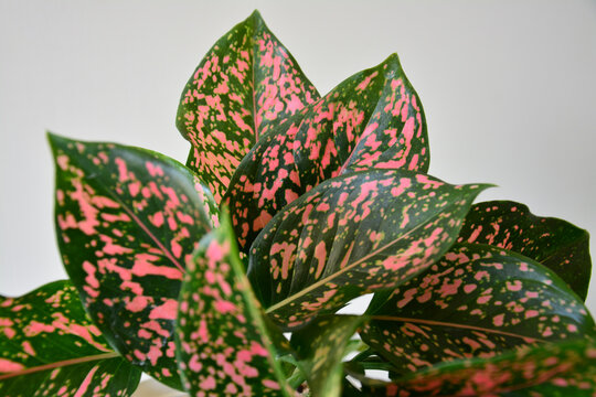 Indoor tropical plant arrangement featuring colorful spotted leaves for home decoration