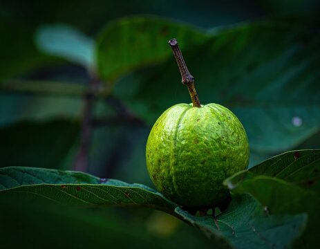Green guava hanging on tree branch close-up.
