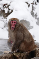 Obraz premium Japanese macaque enjoying a hot spring bath in Jigokudani Monkey Park, Nagano, Japan