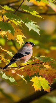Colorful Bohemian Waxwing Perched on Autumn Branch.