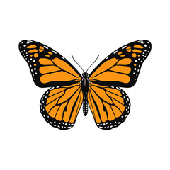 Fototapeta premium Orange Monarch Butterfly Isolated on White