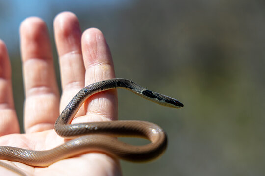 Platyceps collaris snake. Man catch The rarest snake in Europe.