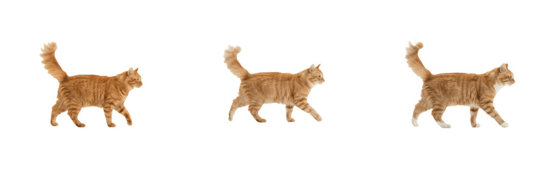Set of ginger cat walking fluffy orange tabby cat side profile domestic pet animal isolated on transparent background png digital asset clip art artwork design