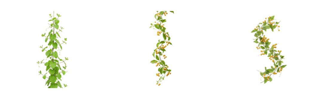 Set of green ivy vines trailing plant yellow flowering creeper climbing foliage leaves garden decor isolated object design graphic set png