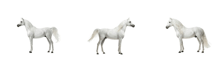 Majestic white Arabian horse or stallion standing isolated on white background stock PNG graphic asset
