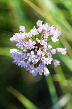 Allium angulosum, mouse garlic meadow flowers closeup selective focus