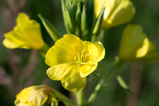 common evening-primrose,
Oenothera biennis yellow flowers closeup selective focus