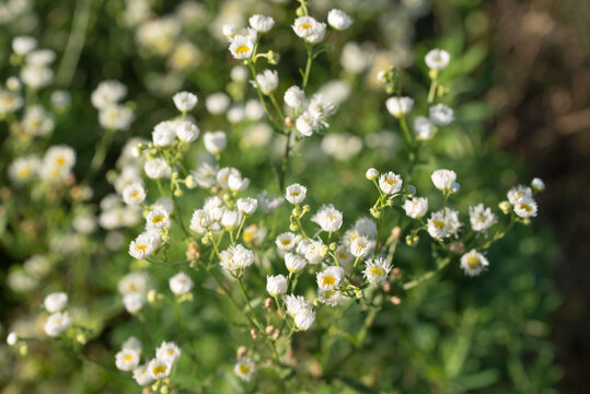 annual fleabane,
Erigeron annuus flowers closeup selective focus
