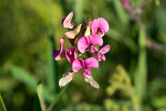 Lathyrus sylvestris,  flat pea flowers closeup selective focus