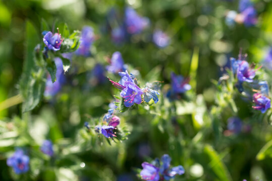 viper's bugloss, blueweed, 
Echium vulgare flowers closeup selective focus