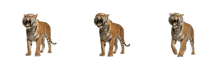 Obraz premium Ferocious roaring Bengal tiger standing and walking isolated on white background stock PNG graphic asset