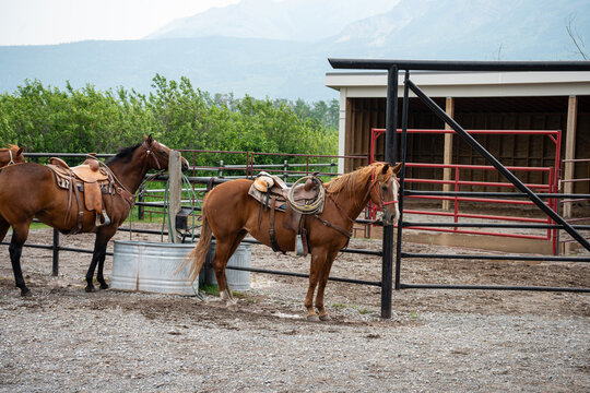 Saddled horses stand patiently in a rustic corral against a backdrop of green mountains