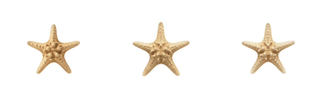 Natural dry beige sea star starfish marine life animal aquatic organism isolated on white background stock PNG graphic design element