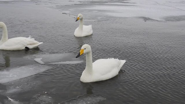 Three white swans swimming in a partially frozen lake in winter