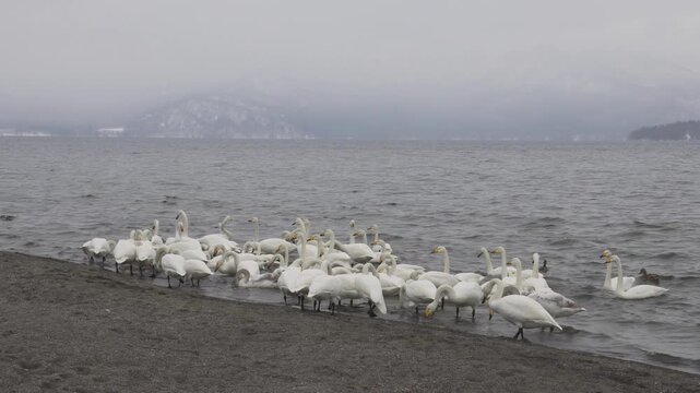 Large flock of white swans gathering on the sandy shore of a lake in winter