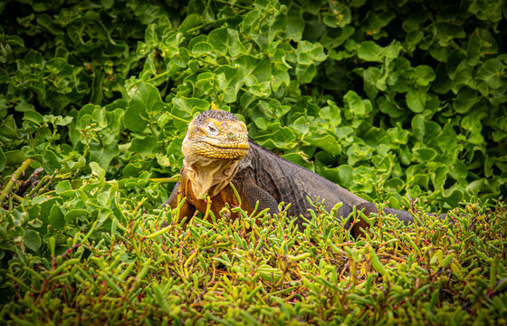 Yellow Iguana of Galapagos