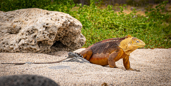 Yellow Iguana of Galapagos