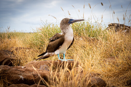 Blue-footed booby in the grasslands