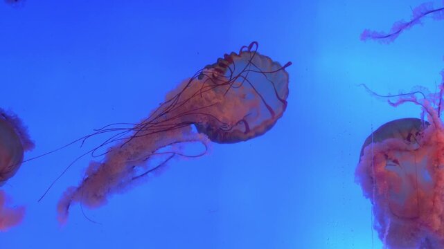 Pacific sea nettle jellyfish floating gracefully in bright blue aquarium water
