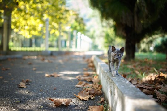 Homeless stray kitten walking along stone curb on path covered with dry autumn leaves in park