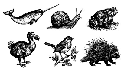 Vintage Animal Natural History Sketch Vector Set Narwhal Dodo Toad EPS © Rasme