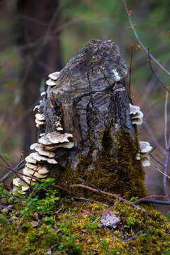 tree trunk with fungi gnawed by beavers 