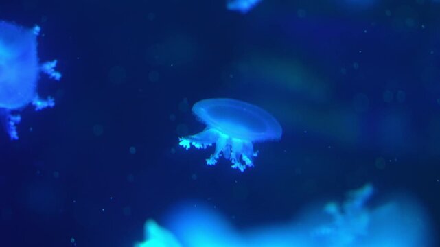 Jellyfish Swimming in Blue Ocean	