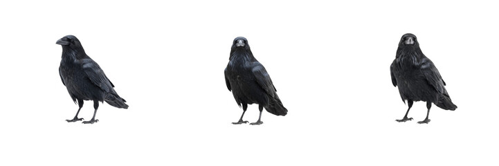 Naklejka premium Set of crows isolated on transparent background, intelligent black birds standing for wildlife and nature design projects