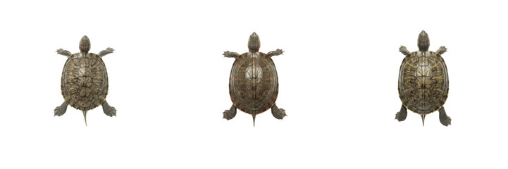 Set of turtles isolated on transparent background, top view aquatic reptiles with patterned shells and flippers for wildlife and nature design projects © laskhar