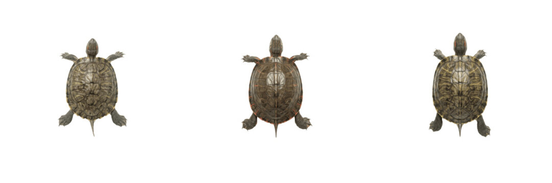 Set of turtles isolated on transparent background, top view aquatic reptiles with patterned shells and flippers for wildlife and nature design projects
