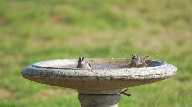 White-crowned sparrows bathing in bird bath Texas