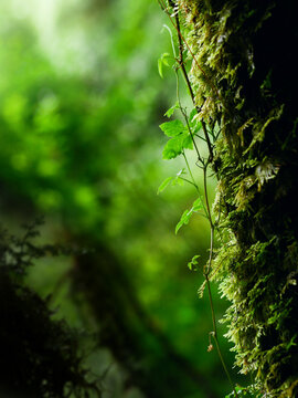 A picture showcasing a dense and vibrant green forest with an abundance of leaves.